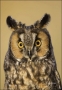 Long-eared-Owl;Colorado;Female;Asio-otus;portrait;one-animal;close-up;color-imag